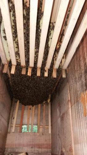 Vývoj včelstva po vyrojení 23.5.2019
