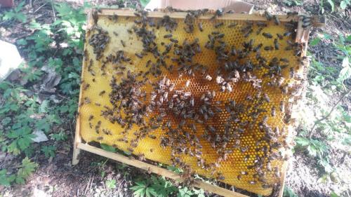 Vývoj včelstva 24.5.2019